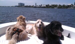 Dogs on Boat