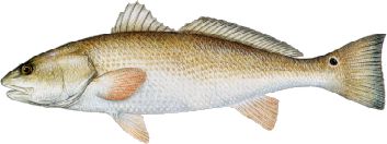 Red Drum aka Redfish